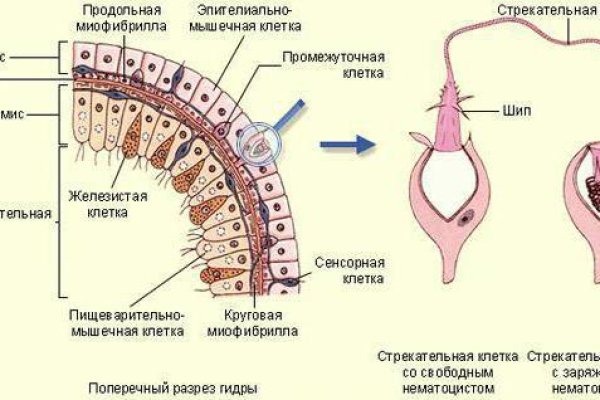 Ссылки сайтов даркнета